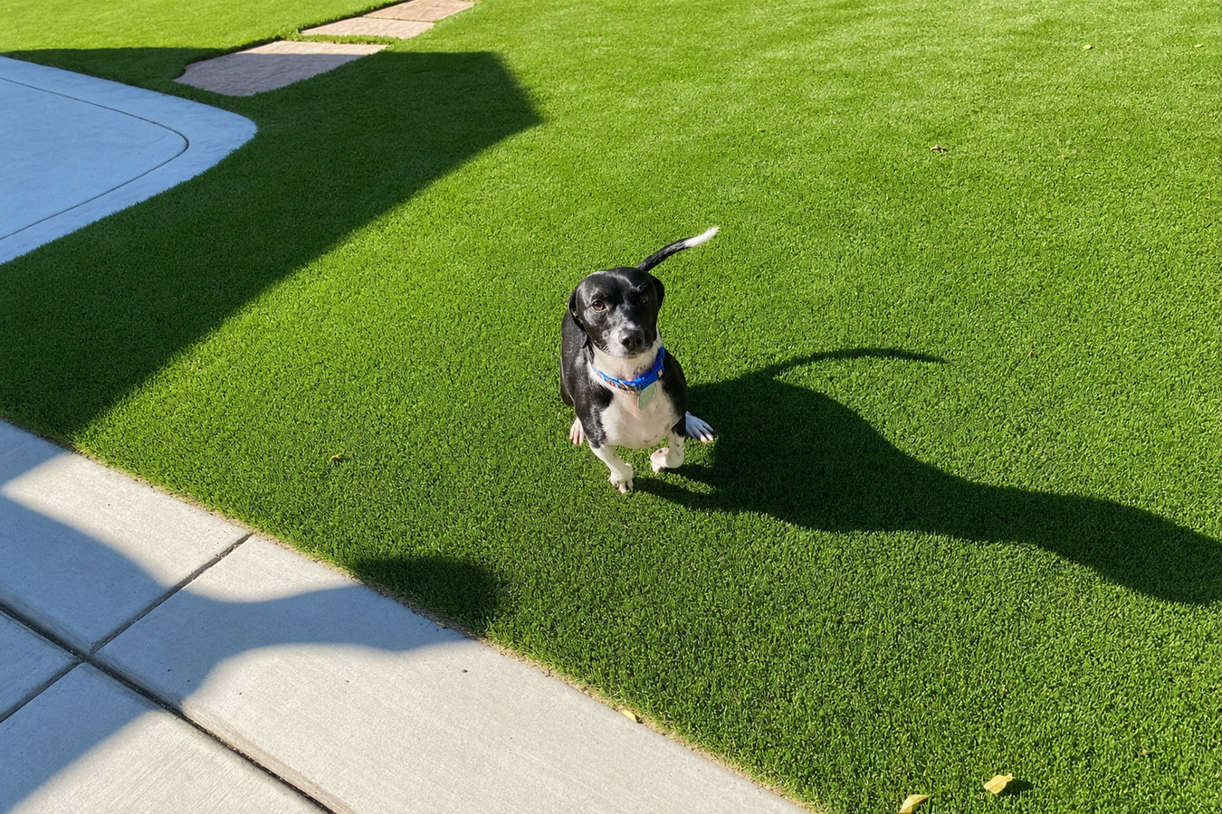 Artificial Turf Installer in Alamo, TX